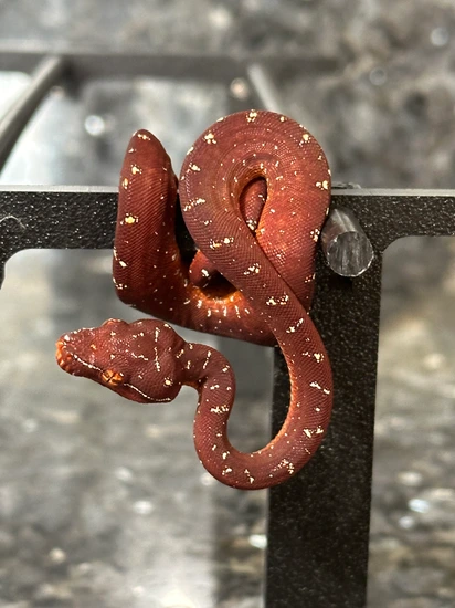 Biak X Aru Neonate Green Tree Python by CK Reptiles