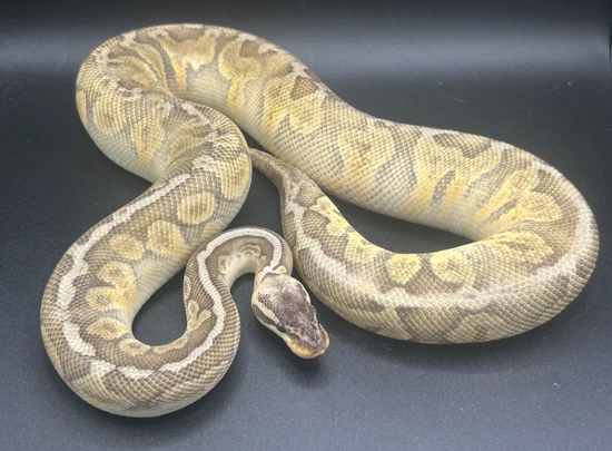 Super Pastel Sunset Ball Python by Chad Ramsey