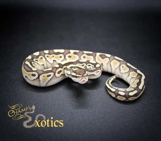 Butter Ball Python by Champ’s Exotics