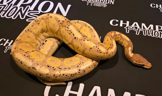 Banana Cinnamon, PROVEN Ball Python by Champion Pythons
