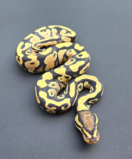 Pastel, Orange Dream, Clown, Het Desert Ghost Ball Python by Champion ...