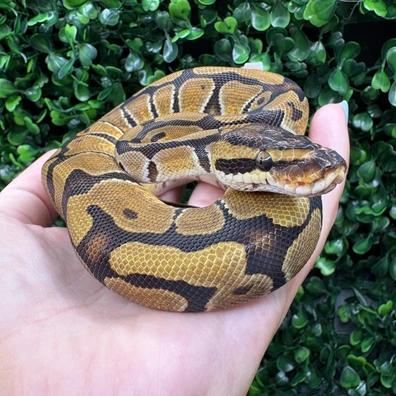 Enchi 50% Het Clown Ball Python - female for sale from CS Morphs