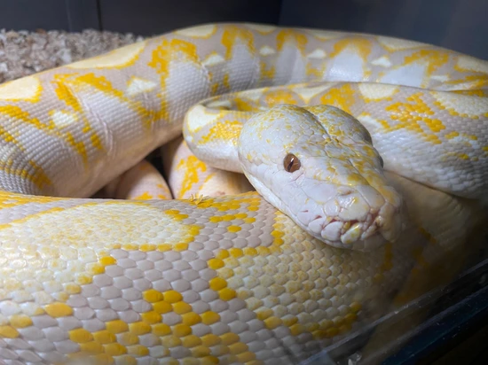 Male Adult Lavender 12-14ft Reticulated Python by Chaotic_Constrictors