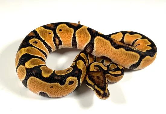 High Intensity OD Het Pied Possible Genex Ball Python by Chris Hernan ...