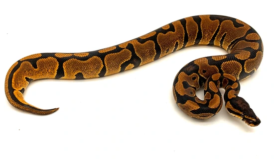 GENETICS GUARANTEED - Super Nr Mandarin Het Hypo Ball Python by Chris ...