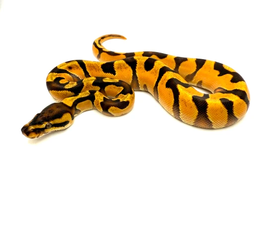 Super High Intensity OD Enchi Yellowbelly Scrambler Ball Python by ...