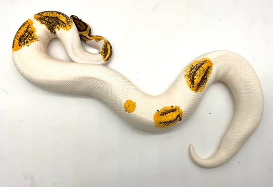 * Genex Enchi High Intensity OD Pied Ball Python by Chris Hernan Reptiles