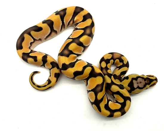 Super HI OD Enchi Super Scrambler Super Pastel Ball Python by Chris ...