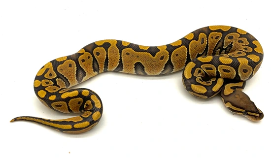 ONLY 2 LEFT!!! PAYMENT PLANS AVAILABLE!!! NR Mandarin Hypo Het Puzzle ...