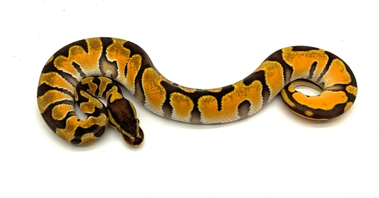 Super High Intensity Orange Dream (Deep 🍊line) Enchi Pos Scrambler Ball ...