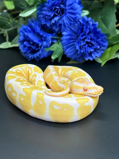 Pastel Albino Ball Python by Ridley's Radical Royals