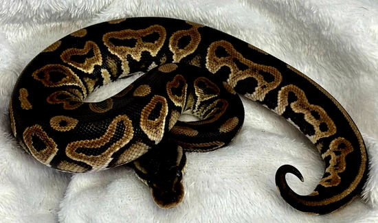 Black Pastel 100% Het Albino Ball Python by Ridley's Radical Royals