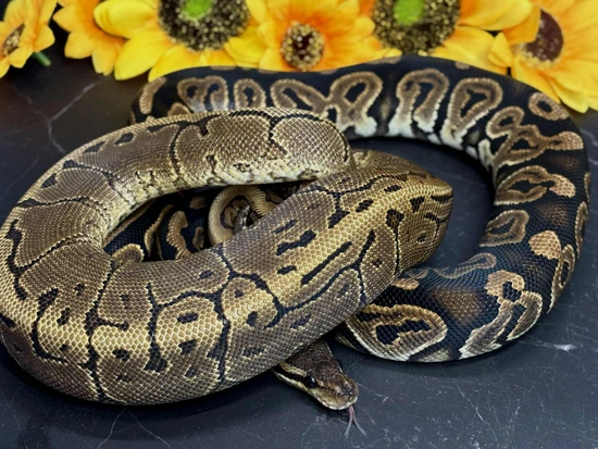 1.1 Black Pastel Arroyo/Pinstripe Arroyo Ball Python by Ridley's ...