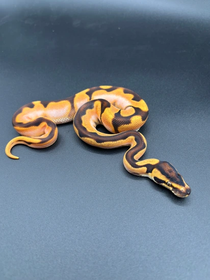 HI OD Enchi Calico Scrambler Ball Python by Chase-N-Balls
