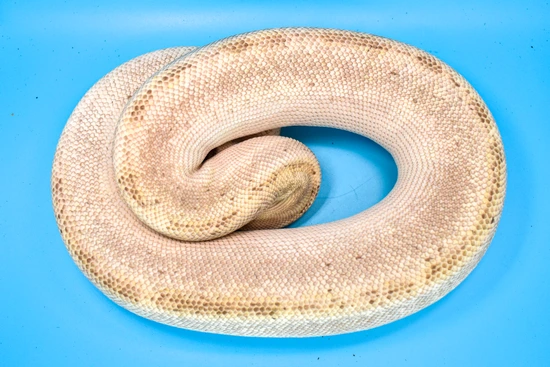 Pastel Champagne Phantom Ball Python by Rhac N Roll