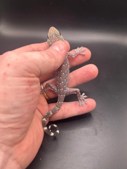 Starry Night (Gekko Pradapdao) Tokay Gecko by Bledsoe’s Exoticz