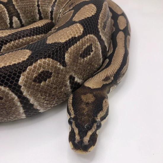 Dinker Proven Breeder Ball Python by CheezyBoyzFeeders