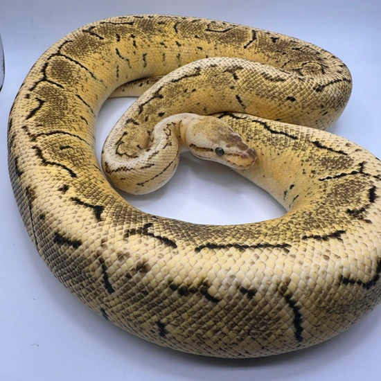 Lace Ball Python Lace Pinstripe Ball Python by CheezyBoyzFeeders
