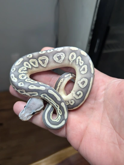 Black Pewter Mohave Hypo Ball Python by Northfloridacoldblooded