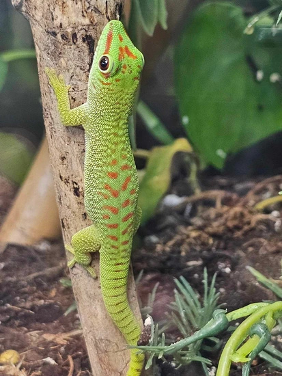 Crimson Blue Day Geckos by Nature Nut Reptiles