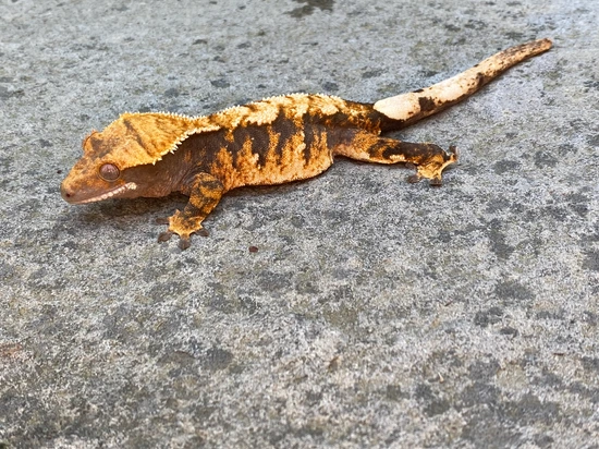 10/28/24 Pretty Tricolor Out Of Psycho X Copper. Some Snow Flaking ...