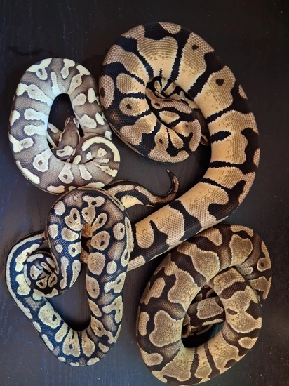 Power Tri- 3 Snakes! Ball Python by ChesterMorphs