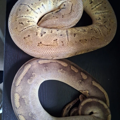 Two Adult Females Ball Python - female for sale from ChesterMorphs