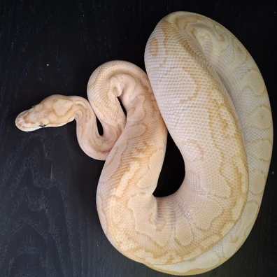 Butter Banana Clown 66% Het Genetic Stripe Ball Python - female for sale from ChesterMorphs