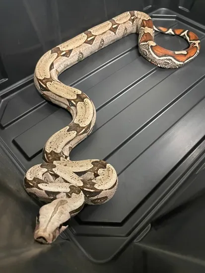 Price Drop Guyana True Red-Tailed Boa Constrictor by Golden State Pythons