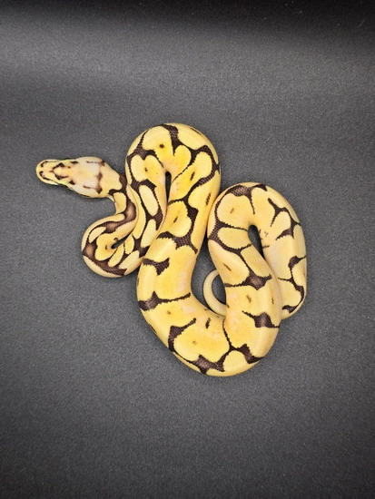 Spider Fire Super Pastel OD Ball Python by Wyo Morphs