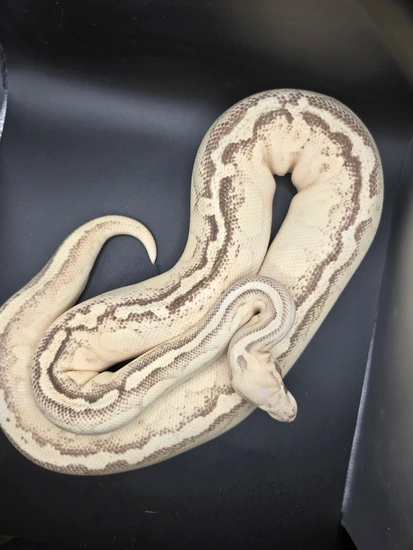 Super Pastel Butter Yellowbelly Ball Python by Wyo Morphs