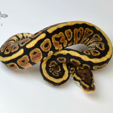 Spotnose 100% Het Clown Ball Python - female for sale from SC-Reptiles