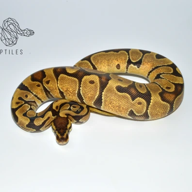 Enchi 100% DH Ultramel Piebald Ball Python - female for sale from SC-Reptiles