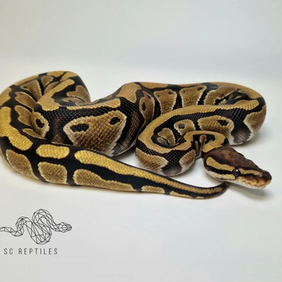 Classic 100% TH Desert Ghost Hypo Clown Ball Python - female for sale from SC-Reptiles