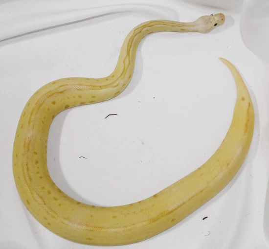 Pastel Scarecrow (Poss Lace) Ball Python by Choice Exotics LLC