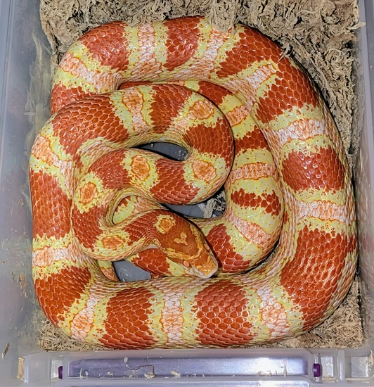 Reverse Okeetee Corn Snake by Choice Exotics LLC