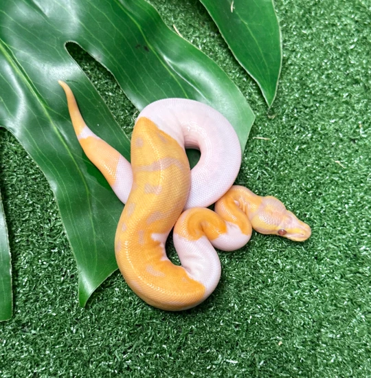 Ball Python Cyprus Candy Candy Pied Ball Python by Bulldog llc