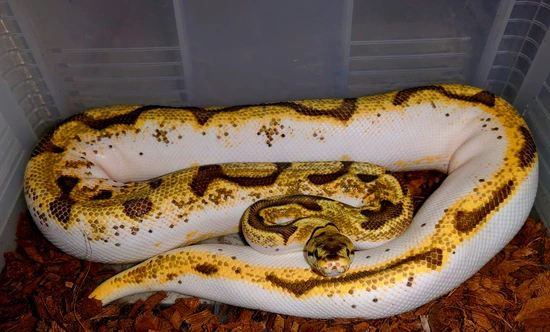 High Intensity OD Calider Ball Python by C&M Reptiles
