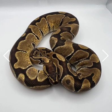 Enchi 100% Het Lav Albino Ball Python - male for sale from Riviera Reptiles