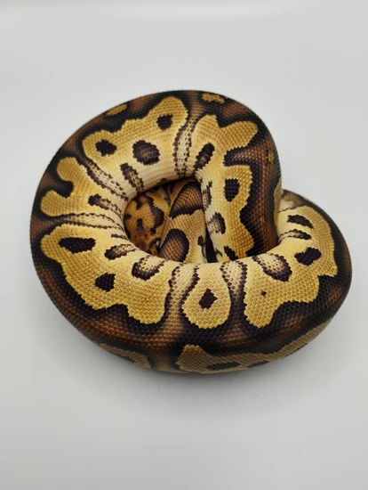 Clown 100% Het.piebald Ball Python by Shadow Serpents