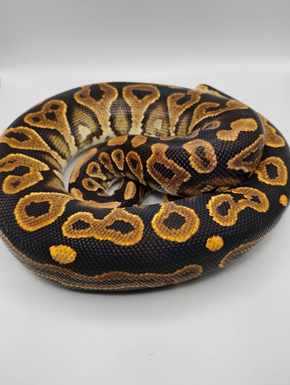 Huffen Ball Python Huffman Yellow Belly N.R.Mandarin Ball Python by Shadow Serpents