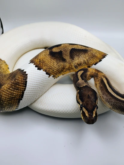 Piebald / Clown Pair Ball Python by Shadow Serpents