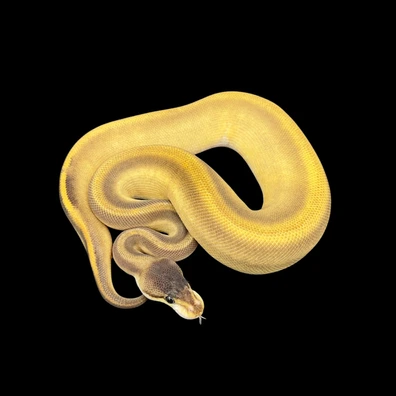 Super Wookie Phantom Het Clown Ball Python - female for sale from Unlockedgenetics