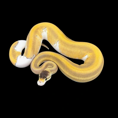 Super Wookie Phantom Het Clown Ball Python - female for sale from Unlockedgenetics
