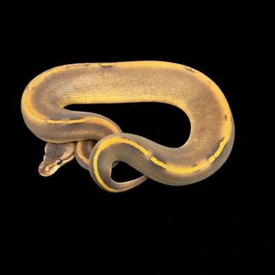 Super Wookie Black Pastel Pos Phantom Het Clown Ball Python - female for sale from Unlockedgenetics