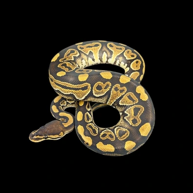 Male Wookie Het Clown Ball Python - male for sale from Unlockedgenetics