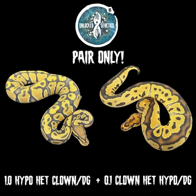 Hypo Het Desert Ghost / Clown + Clown Het Desert Ghost / Hypo Ball Python - unknown for sale from Unlockedgenetics