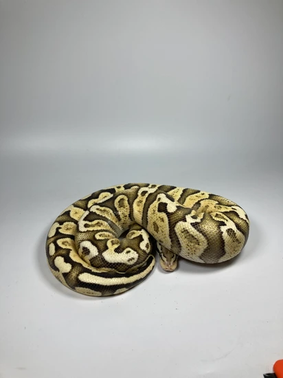 Ghi Pastel Ball Python by Hooded Pythons