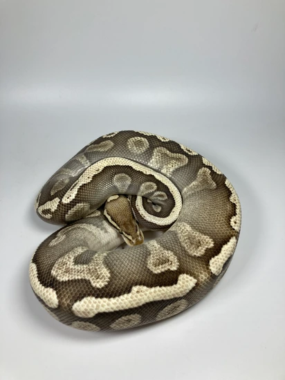 Ghi Mojave Pastel Ball Python by Hooded Pythons