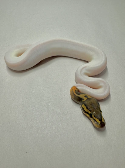 Hypo Pied Ball Python by SFB Exotics